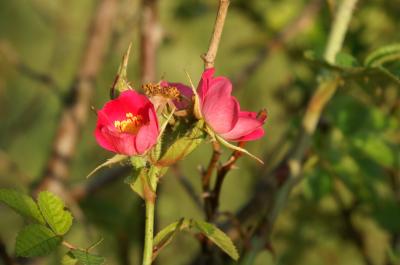 <I>Rosa rubiginosa</I>