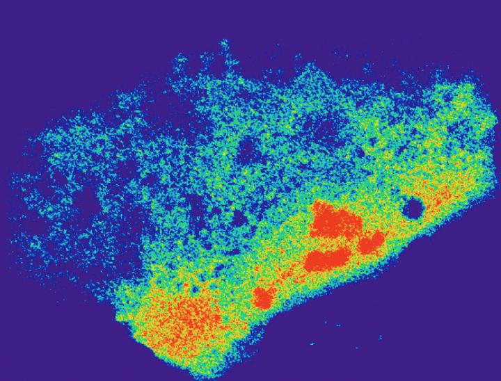 Cell Carrying RNA-targeted Cas9 System