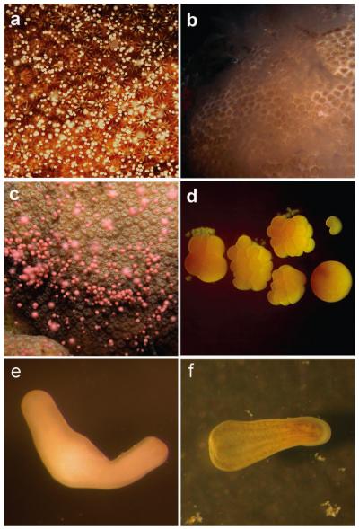 Larvae of Different Coral Species