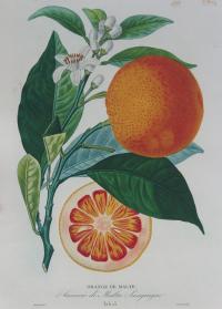 Blood Orange  Arancio di Malta Sanguigno by Francesco Cetti, 1818