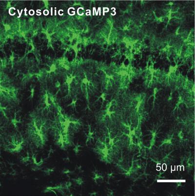 Astrocytes in Adult Mice Hippocampus