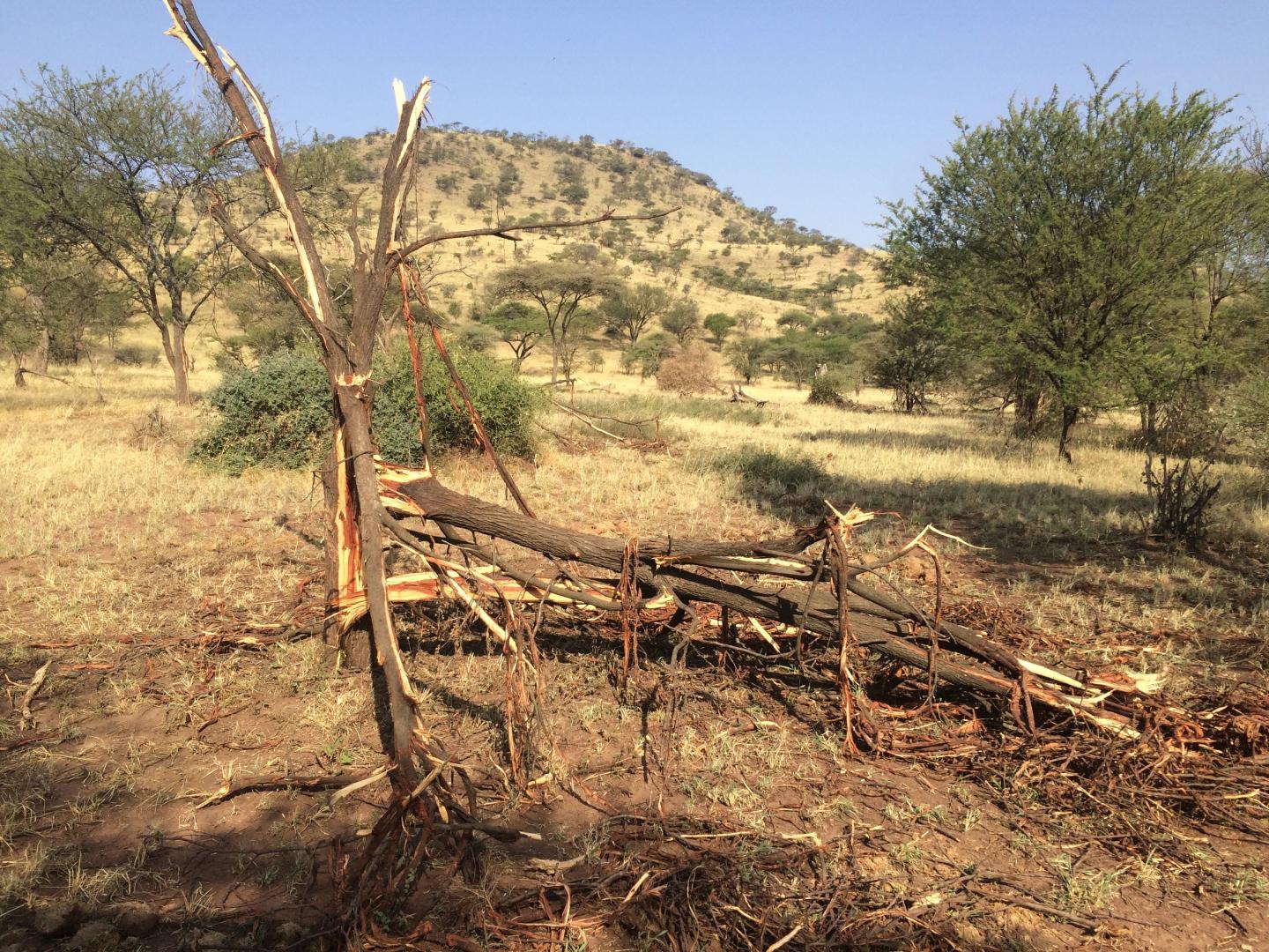 Elephant-Trampled Trees