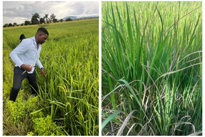 Rice research in Tanzania and Madagascar