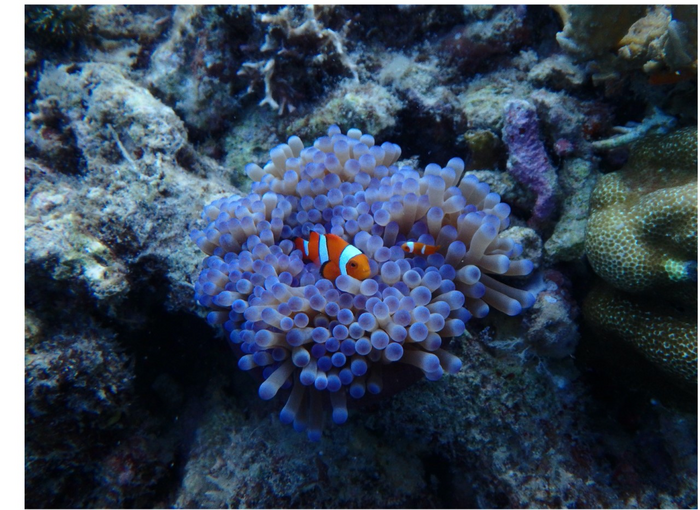Clown anemonefish