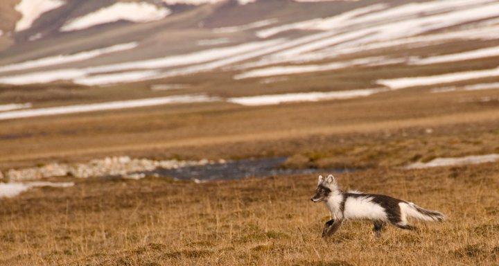 Arctic Fox in Zackenberg Valley