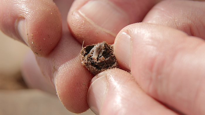 Dung beetle brood ball