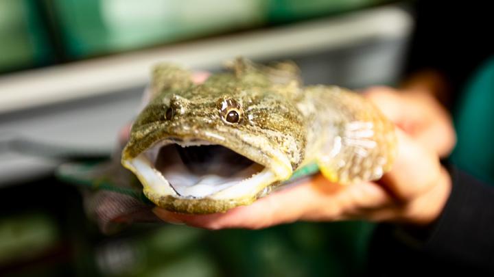 Gulf Toadfish,  Opsanus beta.