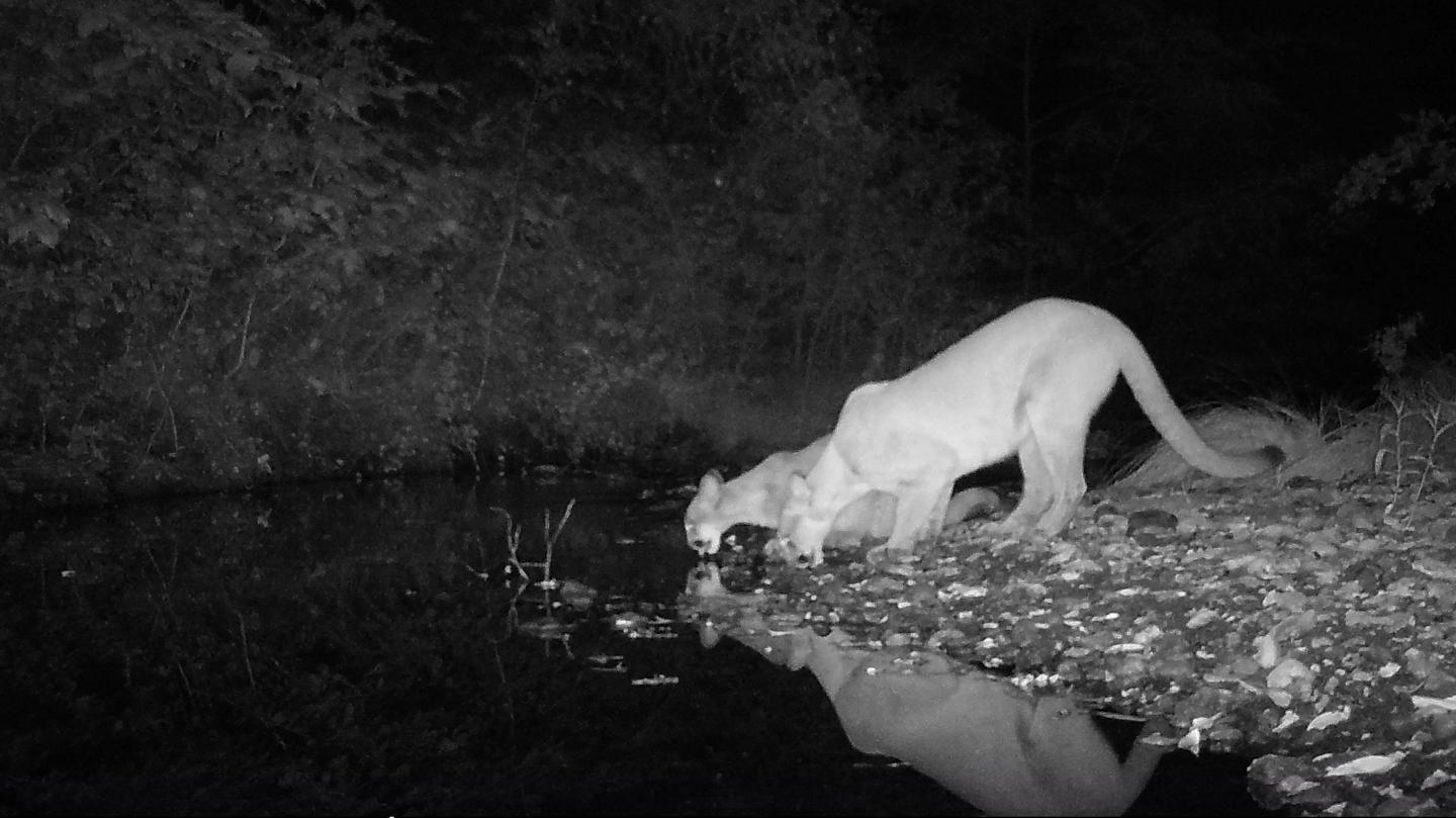 Mountain Lions