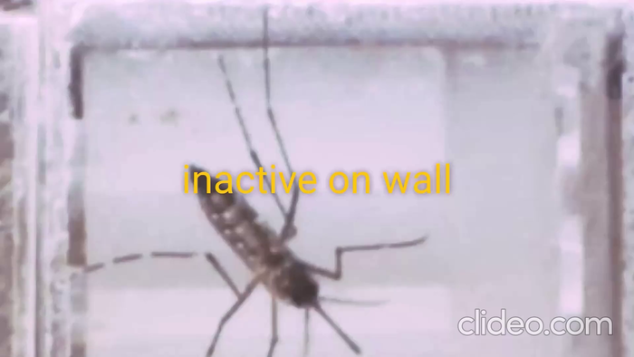 Annotated mosquito feeding behaviour