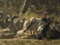 Vultures of Cambodia