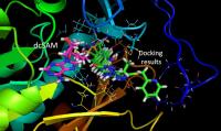 Results of the TcSpdSyn-ligand Docking Analysis