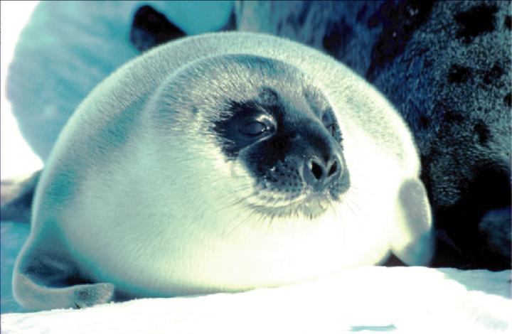 Seal Pup Day 2