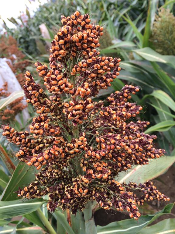 Grain Sorghum