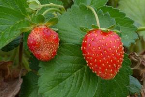 Aesthetic shape and size imperfections of strawberries resulting from inadequate animal pollination