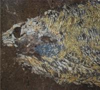 Fossil skull of 430-million-year-old fish
