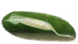 The Tully monster.