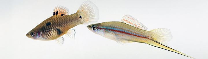 <i>Xiphophorus maculatus hellerii</i>