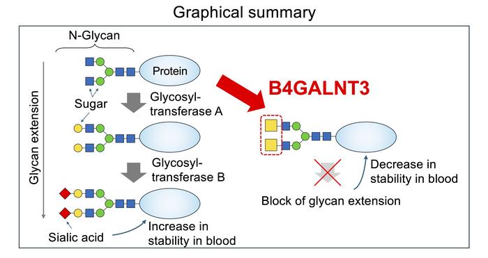 Cartoon of the role of B4GALNT3 enzyme for blocking glycan extension