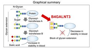 Cartoon of the role of B4GALNT3 enzyme for blocking glycan extension