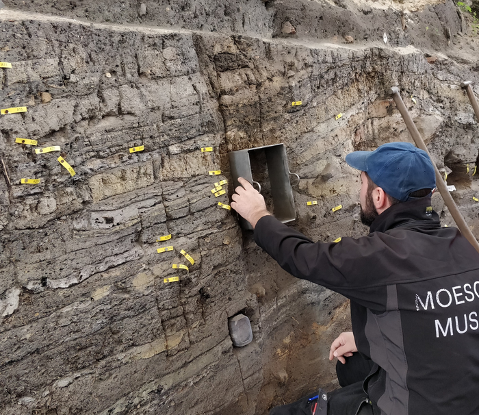 The Viking-age emporium Ribe, Denmark, has preserved an extremely detailed stratigraphy of housefloors, workshops and waste deposits from the period c. 700 – c. 900 CE