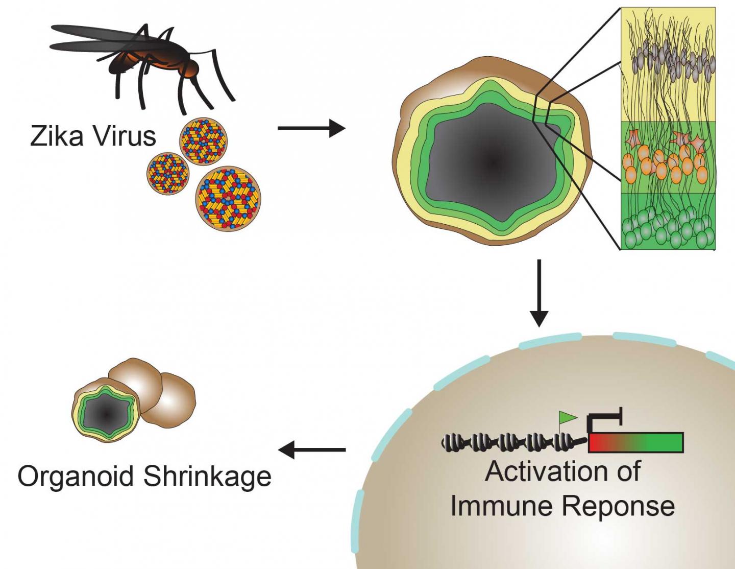 Zika's Effect on Neural Stem Cell Immune Response