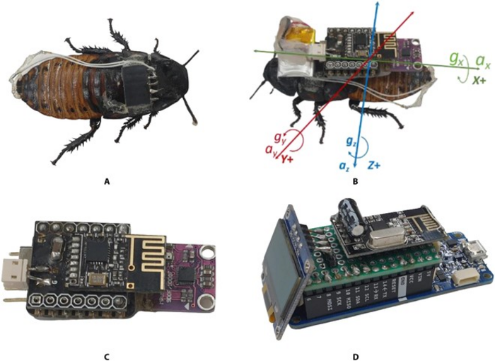 Cyborg cockroach and its hardware