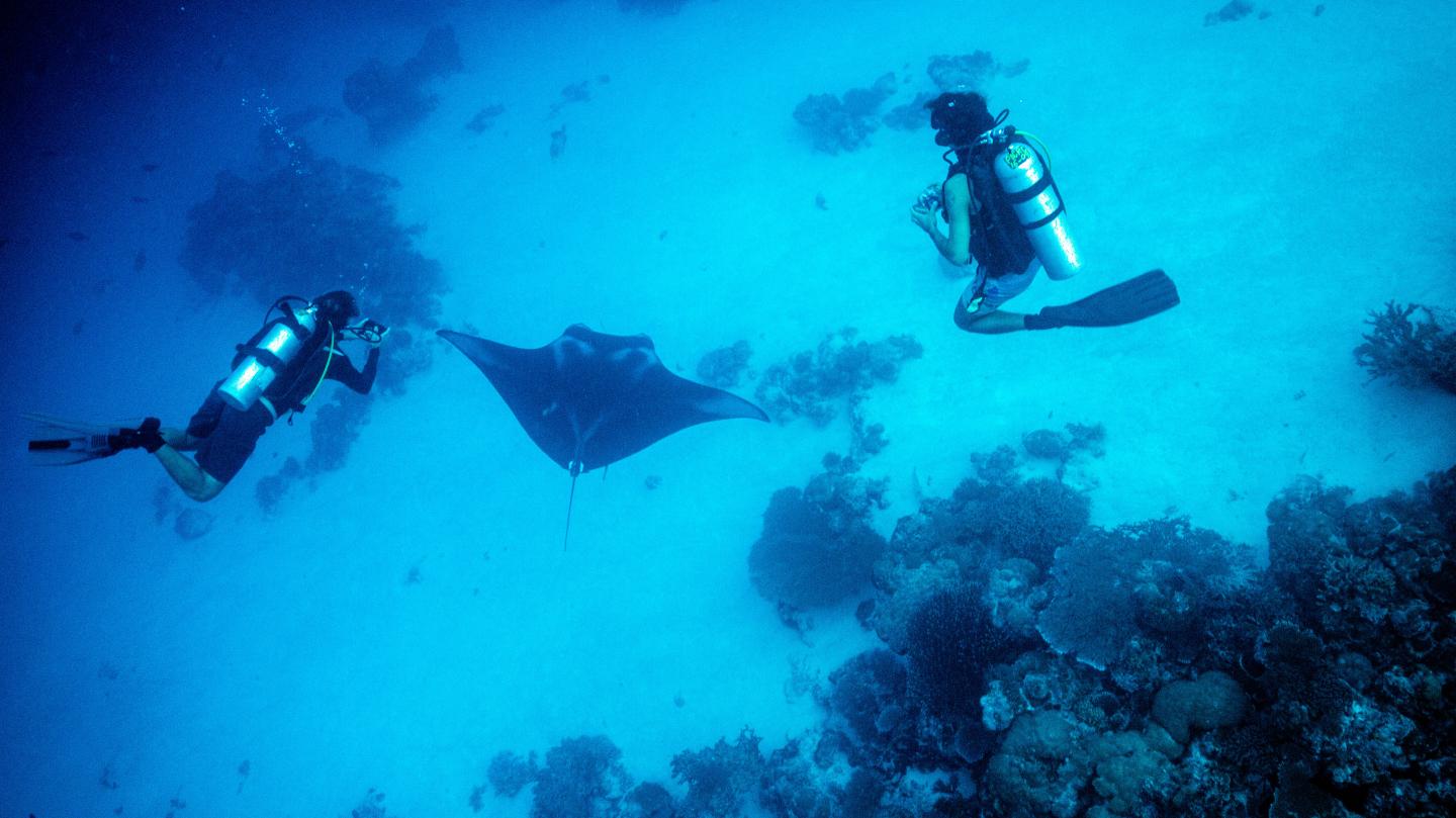 Tourists View a Manta Ray on a Dive in Palau