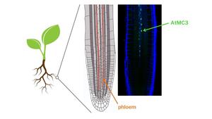 Scheme of the localization of the protein AtMC3 in the root