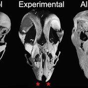 Ancestral Expression