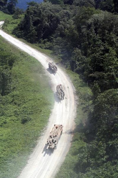 A Caravan of Logging Trucks along a Forest Road in Sabah, Malaysian Borneo