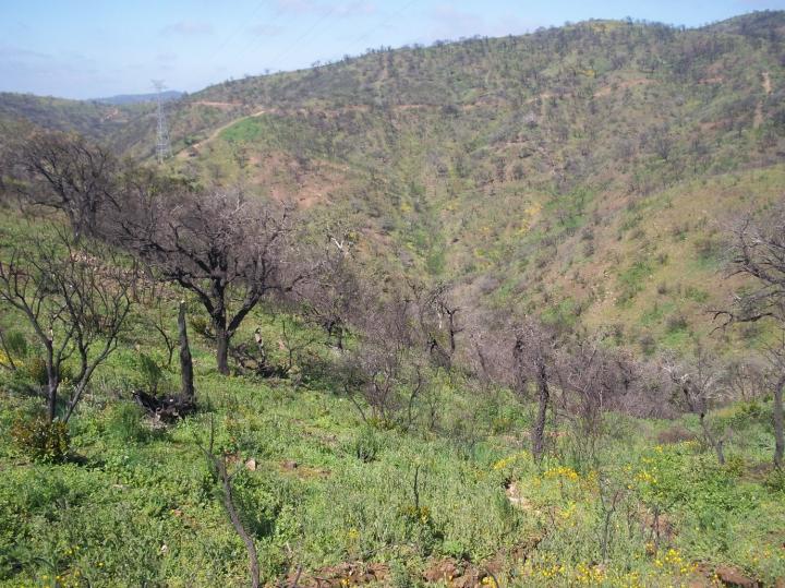 The Effects of Wildfire