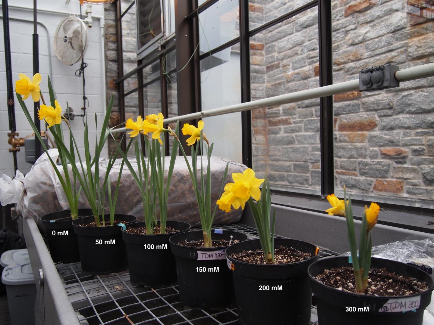 Three Popular Daffodil Varieties Determined to be Highly Salt Tolerant