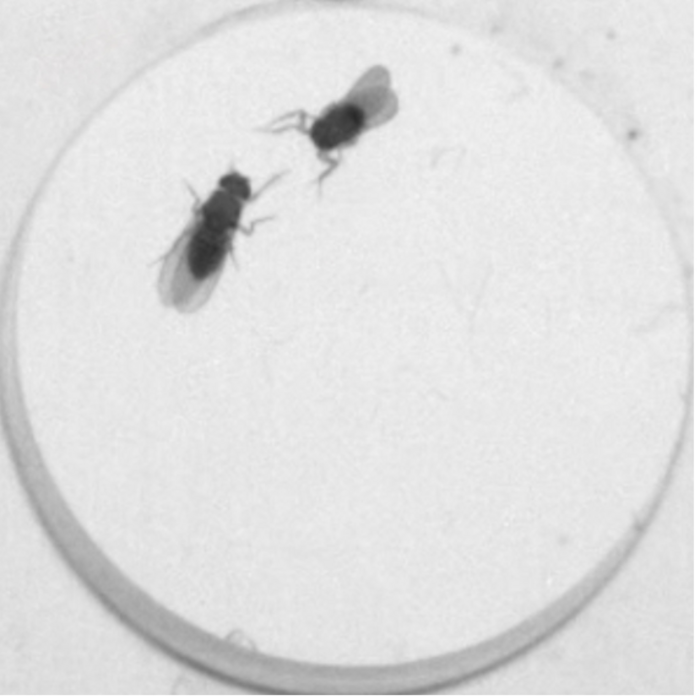 Two fruit flies tachykinin fig [IMAGE] EurekAlert! Science News Releases