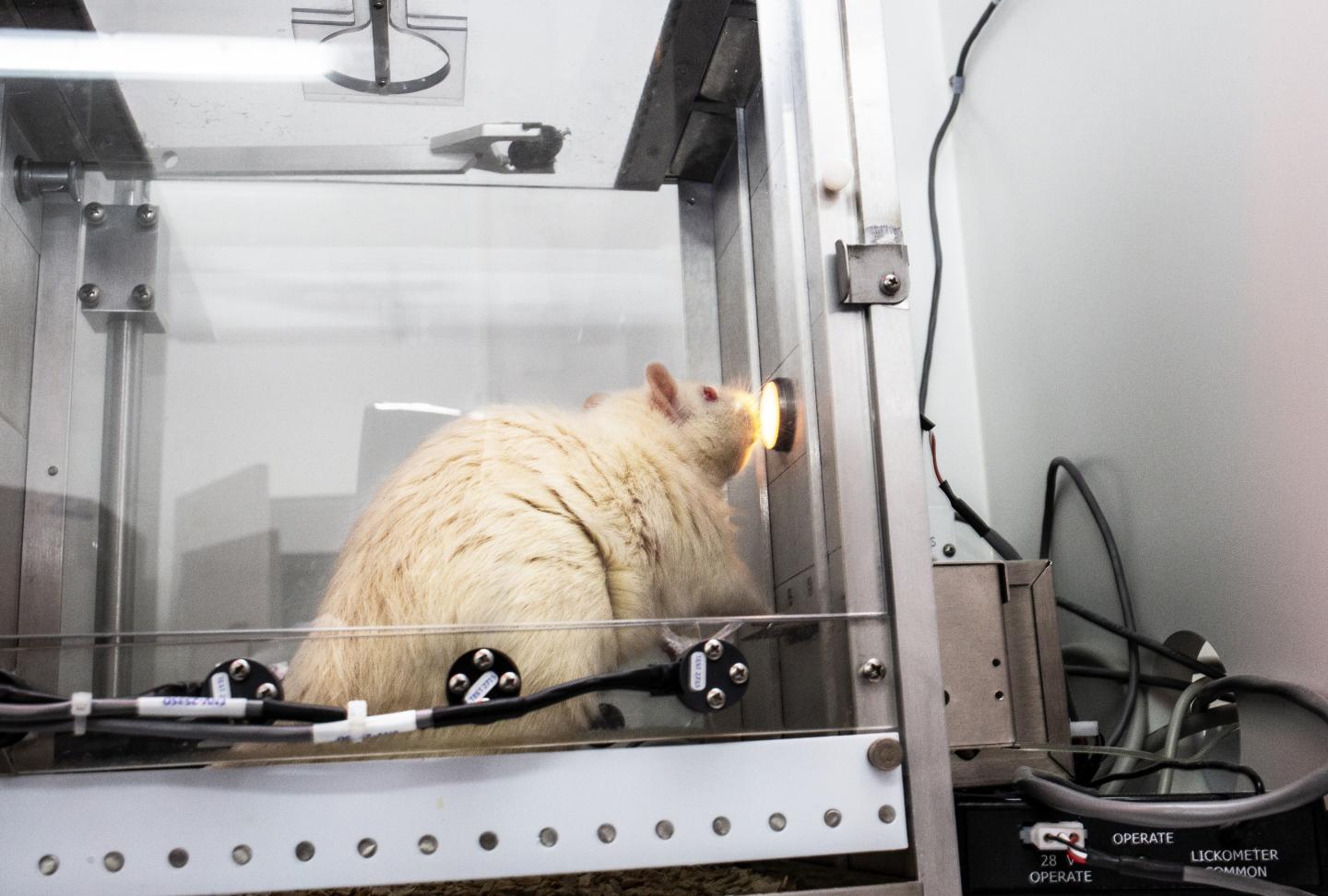 Rat Pressing Lever to Get Flui [IMAGE] EurekAlert! Science News Releases
