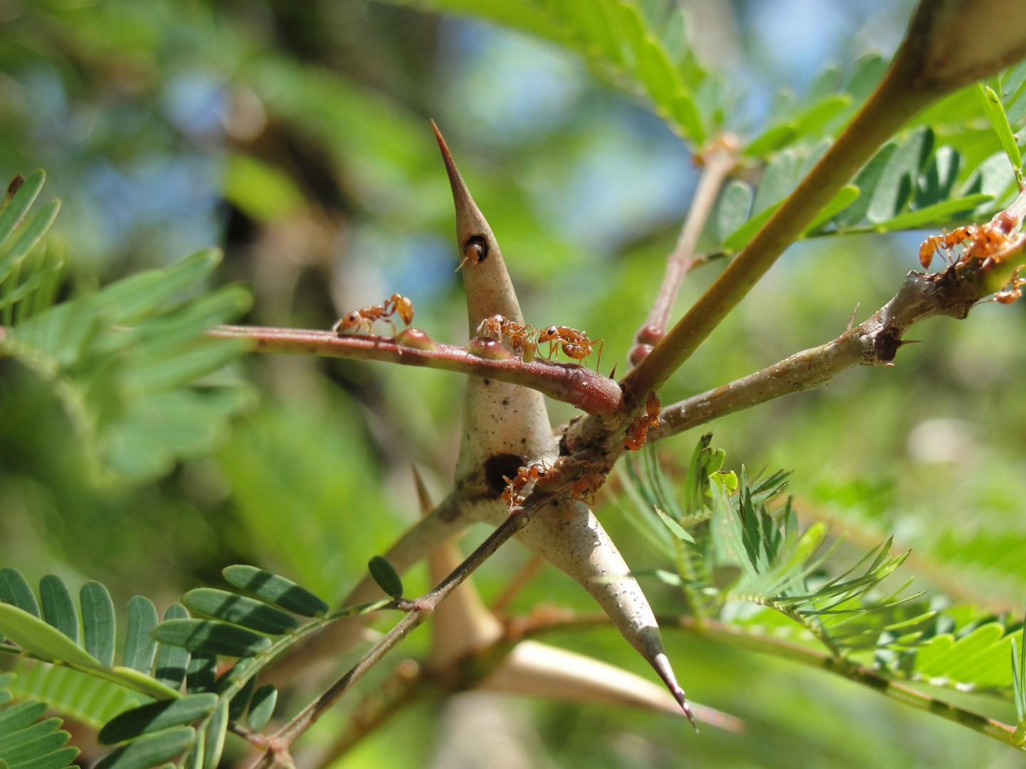 Acacia Ants Horizontal IMAGE EurekAlert Science News Releases
