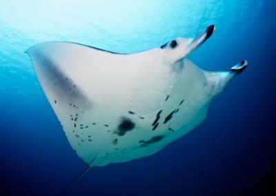 Manta Ray