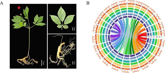 The morphological and genomic landscape of Panax ginseng.