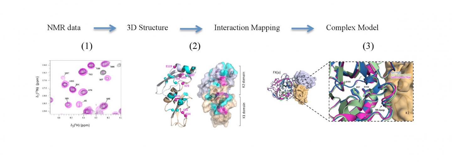 NMR structure of a key anticoagulant protein EurekAlert!