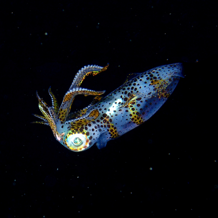 An oval squid
