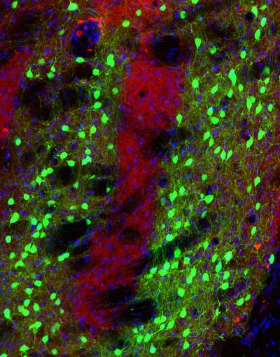 Salk Scientists Map Brain's Action Center