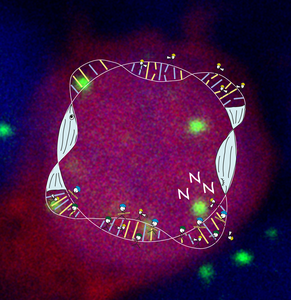 DNA repair during sleep in single neuron