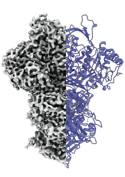 Graphical representation of the ‘MIPS’ protein