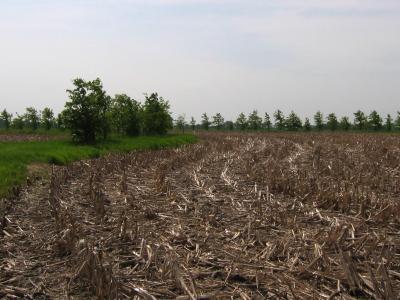 Buffer Strips