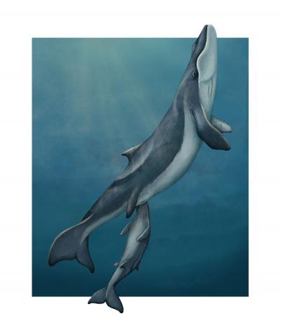 Artistic Reconstruction of a Mother and Calf of <i>Maiabalaena nesbittae</i>