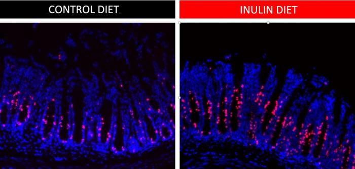 Soluble dietary fiber and renewal of intestinal epithelial cells