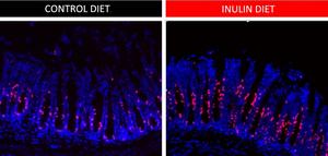 Soluble dietary fiber and renewal of intestinal epithelial cells