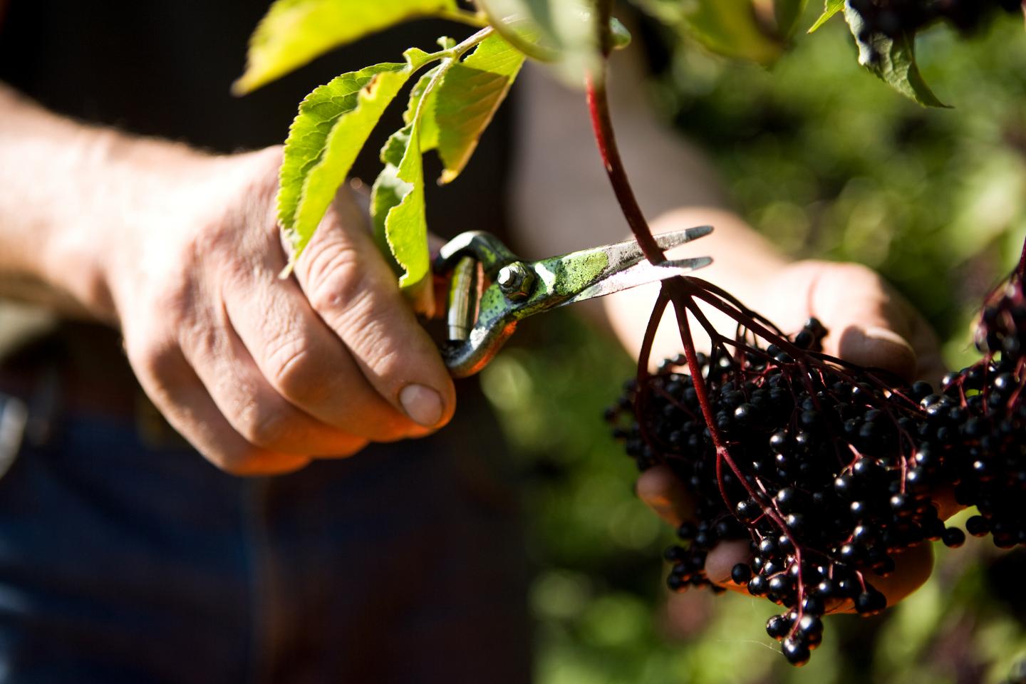 Elderberry