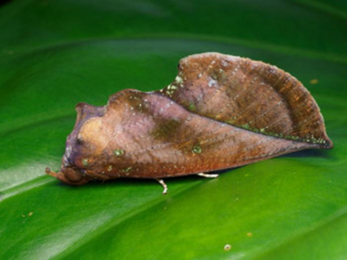 Master of disguise the fruit-sucking moth (Eudocima aurantia) in its resting position Credit Bridgette Gower Aussie Macro Photos