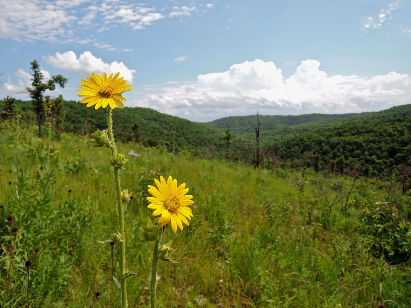 Ozark Grassland, Managed with Prescribed Fire