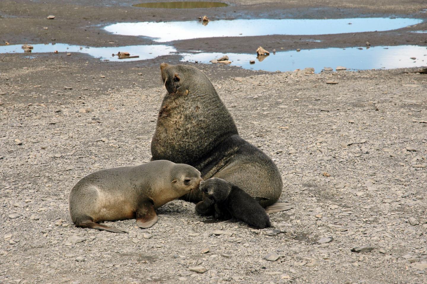 Antarctic Fur Seal Family